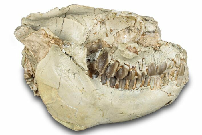 Fossil Oreodont (Leptauchenia) Skull - South Dakota #284206